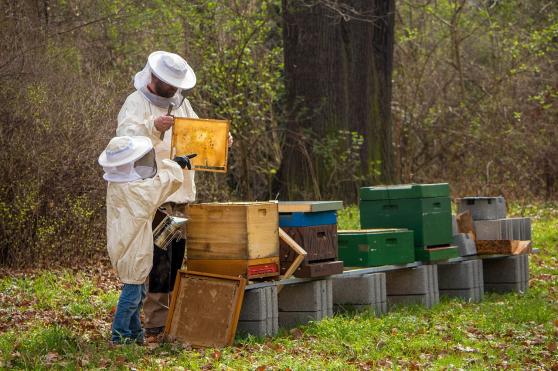 Max Grund beleuchtet die Zeidlerei: Ein Vortrag zur Lausitzer Bienenkultur