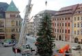 Bautzener Weihnachtsbaum 2018 steht
