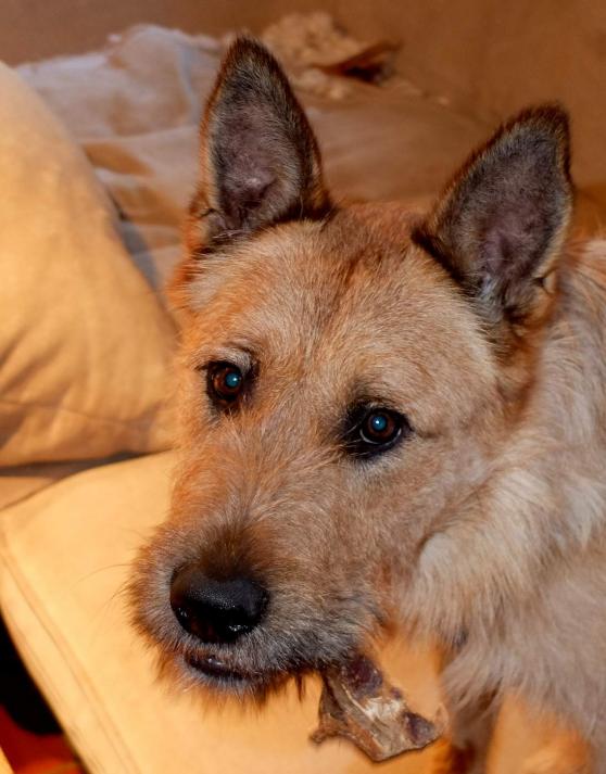 Ein Hund als neues Familienmitglied