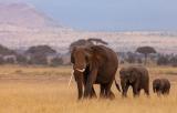 Namibias Elefanten-Boom: Segen und Herausforderung fr Natur und Gesellschaft